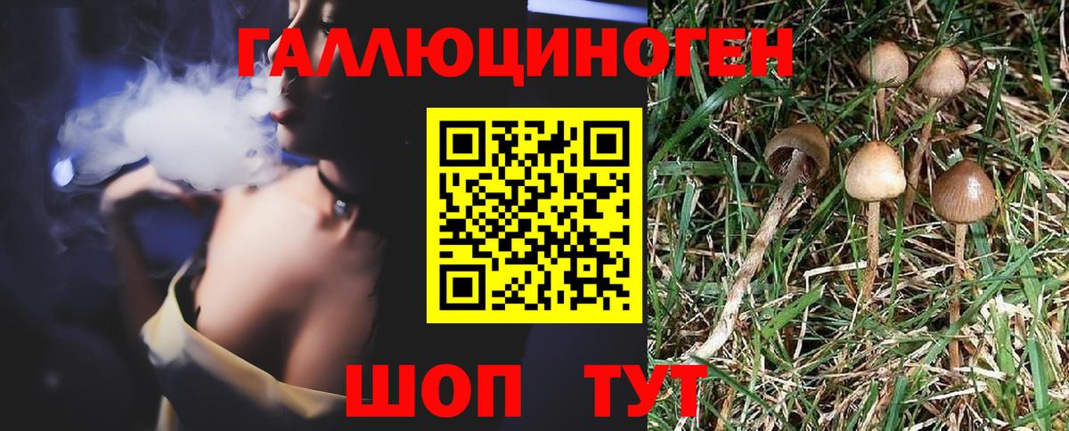 Псилоцибиновые грибы Psilocybine cubensis Карачаевск
