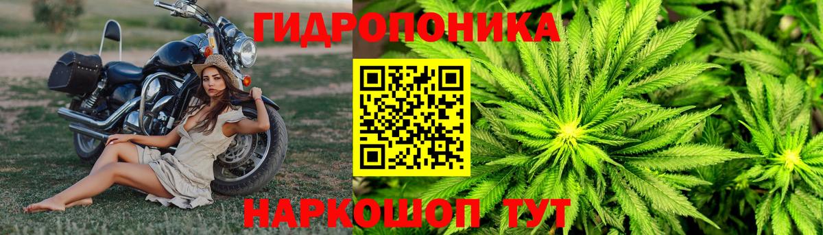 Бошки Шишки сатива Карачаевск